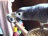 Nixie - My Timneh African Grey Parrot