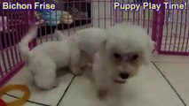 Bichon Frise, Puppies For Sale, In, Lubbock, Texas, TX, Waco, County, Garland, Irving