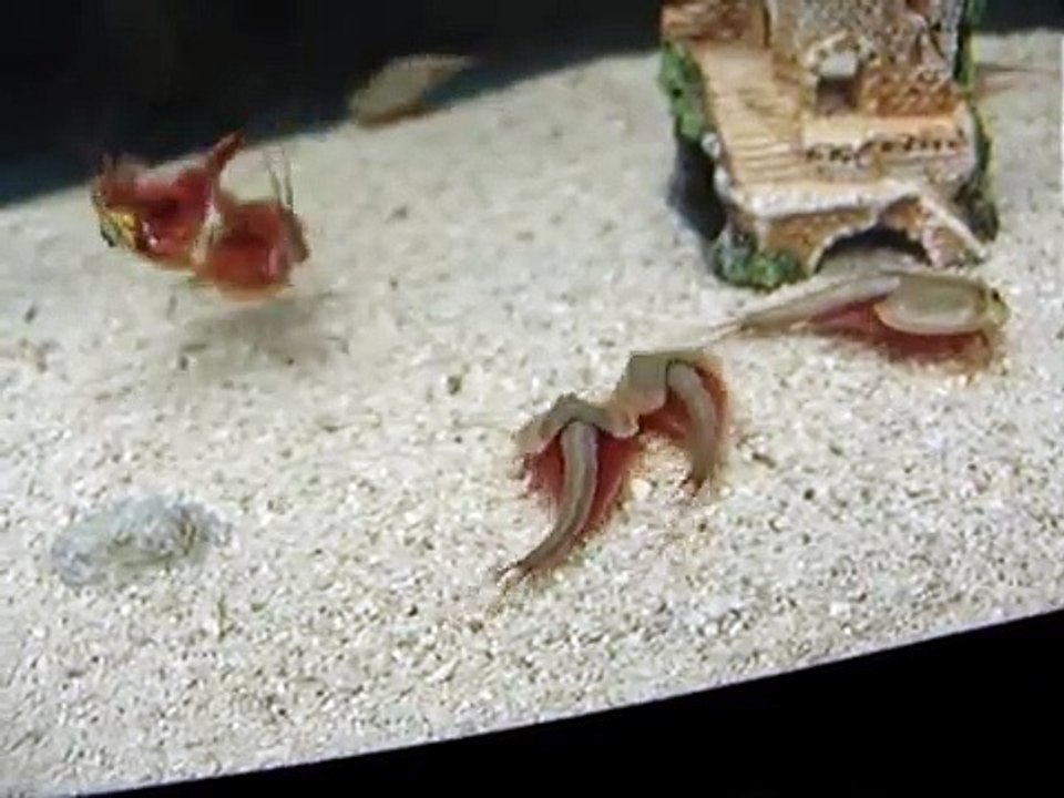 Rare male triops