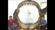 megalodon monster sharks - still alive?(real pics)