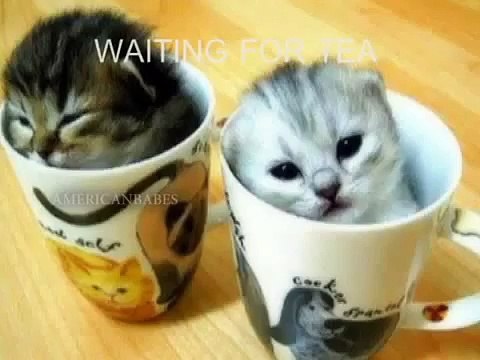 Top Best 10 Funny Cats Compilation Funny Cats fullHD Funny Cats Commercials