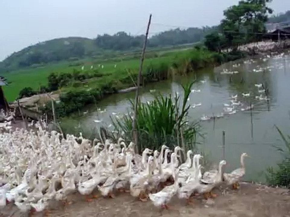 Ducks farm (Eng)