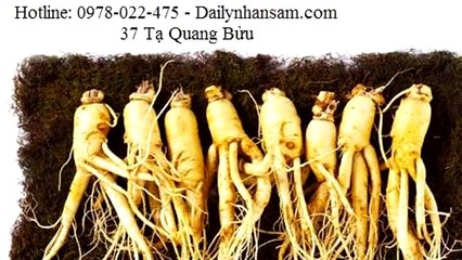 Bị đau bụng do ăn nhân sâm tươi , xử lý sao bây giờ