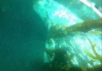 Divers Encounter Majestic Gray Whale Off the California Coast