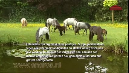 falabella mini-paardjes dansend en spelend in de wei