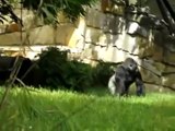 Gorilla Pranks Berlin Zoo Workers