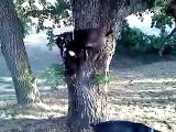 Goats climbing even harder trees!