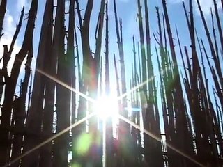 The People of the Longhouse