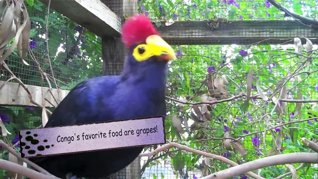 The Exotic Birds Aviary