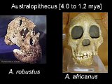 Transitional Fossils - Non-Human Apes to Modern Humans