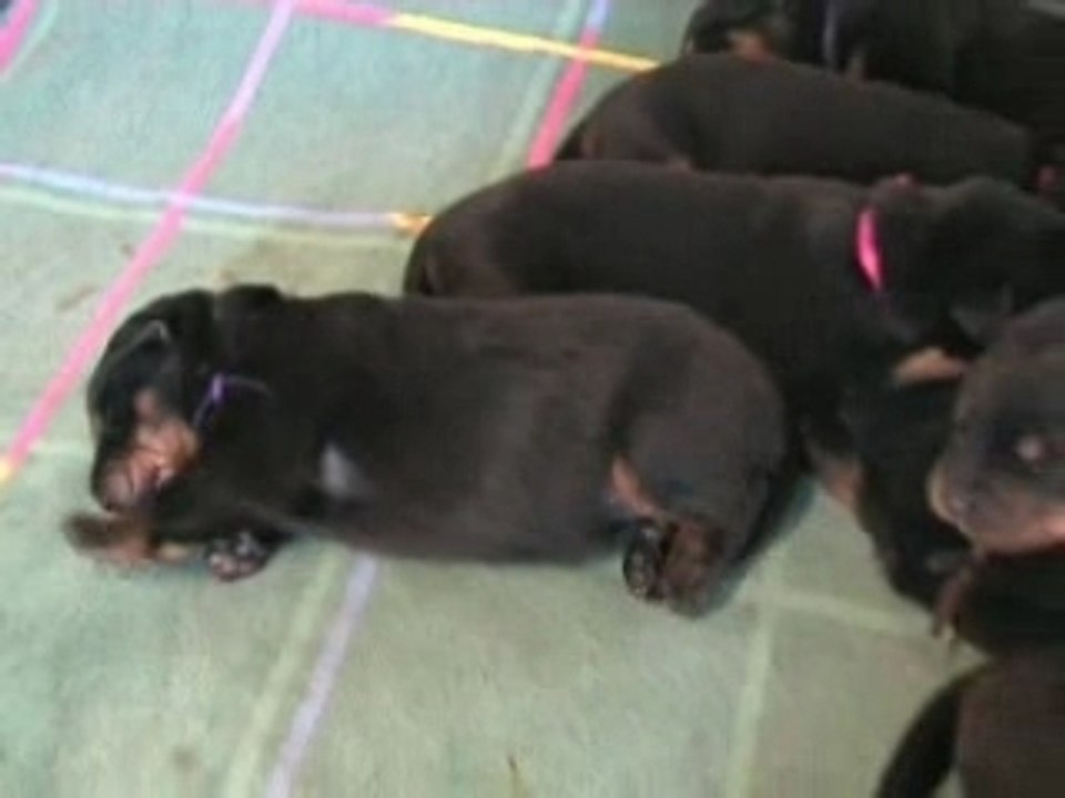 Chiots beauceron à 1 semaine