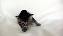 Kitten Wearing a Tiny Hat - Audition Outtakes