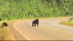 Funny Wild monkeys take care before crossing the road