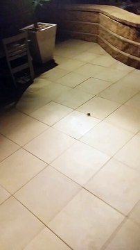 Big Wolf Spider : hundreds of baby spiders came crawling out of the mother. Arachnophobia anyone?