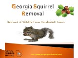 Squirrels at Your Home | Hire Atlanta Control Service