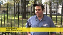 NYU and New Yorkers for Parks Plant Daffodils with PS41 & PS3