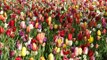 Tulips from Amsterdam (de Keukenhof)