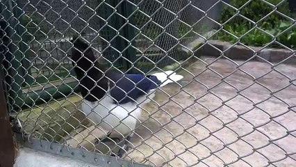 an amazing bird imitates perfectly a computer game