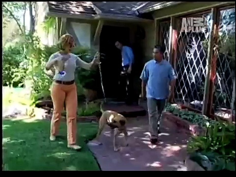 O encantador de cães: Cão agitado na coleira