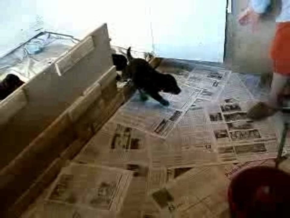 Chiots beauceron à 1 mois