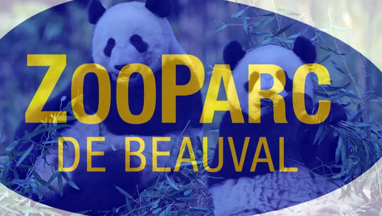 Pub Radio: Zoo de Beauval