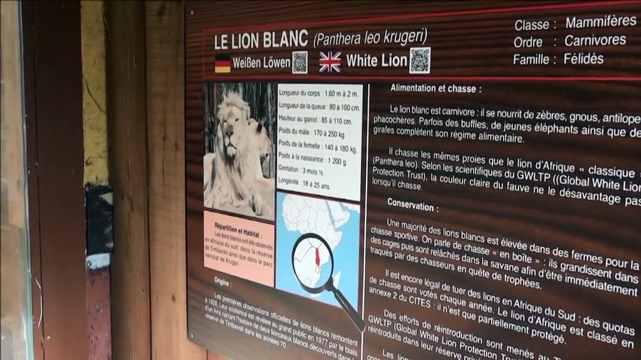 5 lionceaux blancs nés au zoo d'Amnéville