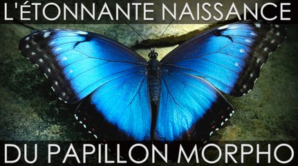 L’étonnante naissance du papillon Morpho