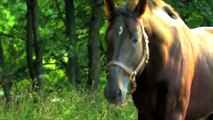 Impresionante caballos en la naturaleza HD