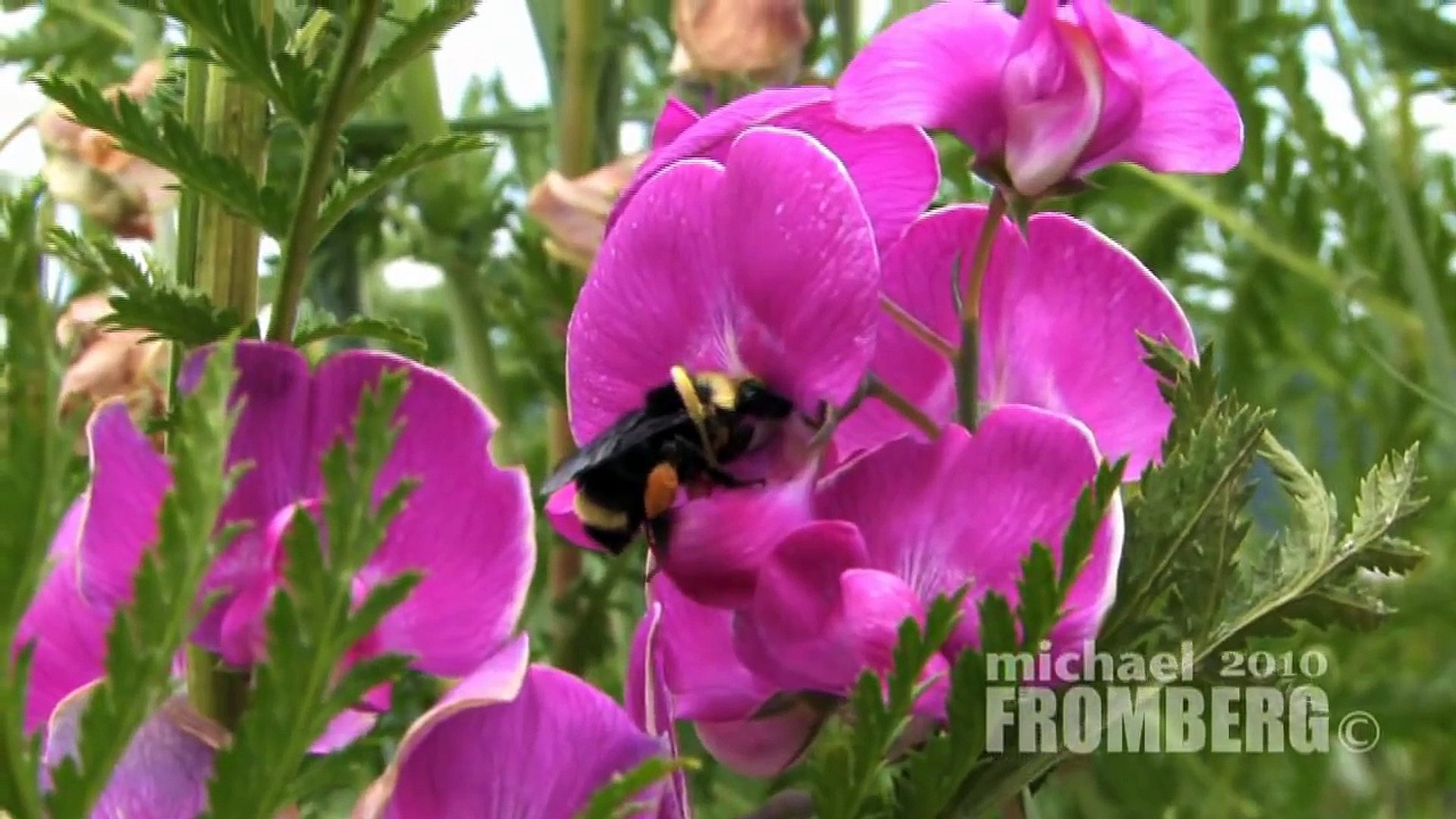 Canadian Bumble Bee & Wild Sweet Pea Flowers - Michael Fromberg