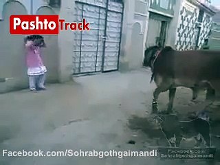 woow what a amazing cow