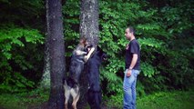 Personal Protection Dogs Working as One (German Shepherds   Belgian Malinois)