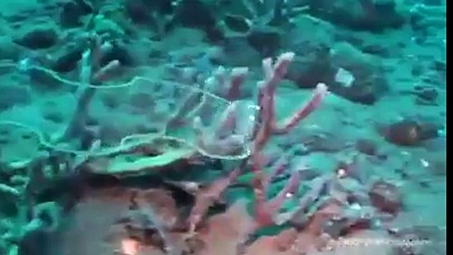 VID-20150411-WA0012.mp4