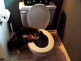 Cat Flushing Toilet