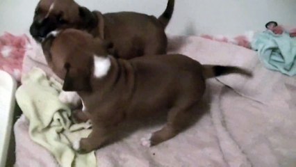 67ème vidéo des chiots de la 19ème portée de Staffordland