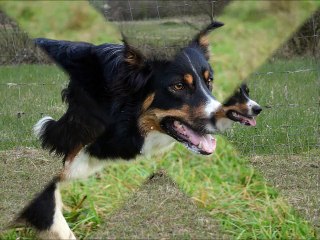 Heaven entrainement troupeau 19-04-2015