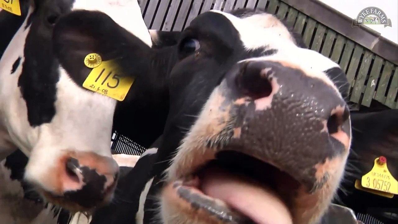 Happy cows at Wyke Farms doing the Spring dance