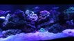 Water change on great coral reef fish tank 125 gallons