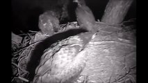 Decorah Eagles  6-14-14  Owl Attacks Eaglets On Nest