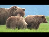 Wolf and Grizzly: Wolf stalks and teases grizzly sow and cubs, Katmai Alaska