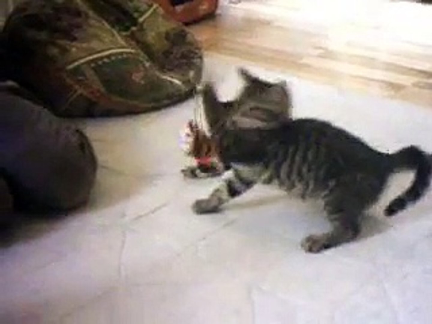 ⁣Kittens Playing