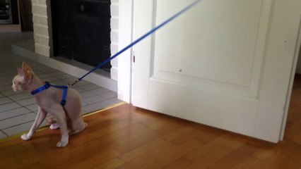 Cat really doesn't want to go for a walk