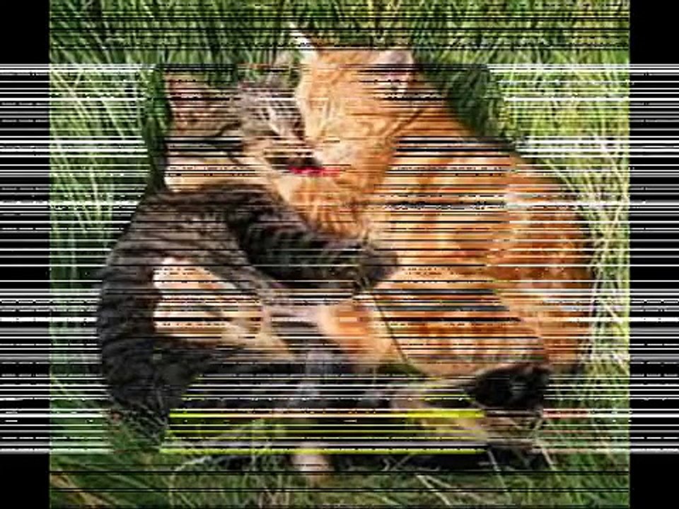 Sarmaş Dolaş,Görüntülü Sohbet Odaları,Kameralı Chat,sarmas dolas