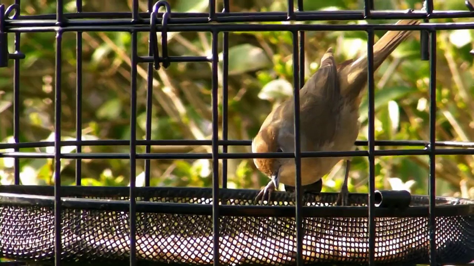 The Bird Cage Anti Squirrel And Pigeon Proof Bird Feeder Video