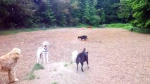 Pack of Rottweilers VS Wild Dogs at Dog Park