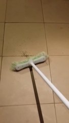 Un couple d'Australiens a une surprise en assommant une araignée avec un balai