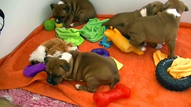 71ème vidéo des chiots de la 19ème portée de Staffordland