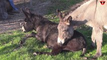 Two donkeys are rolling