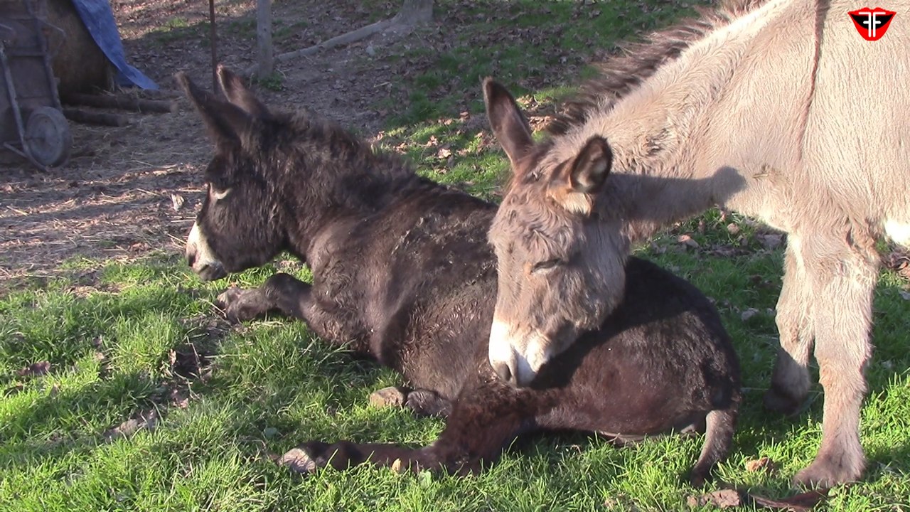 Two donkeys are rolling
