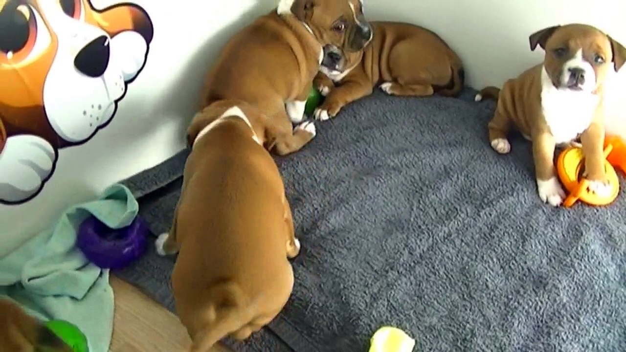 72ème vidéo des chiots de la 19ème portée de Staffordland