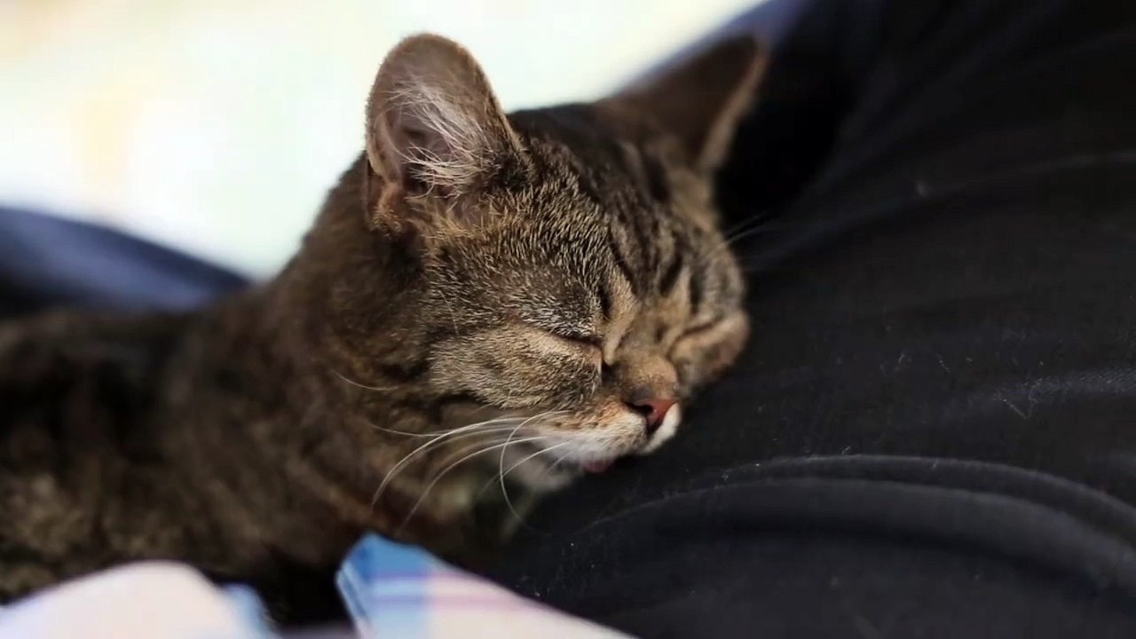 Lil Bub A Cat _2